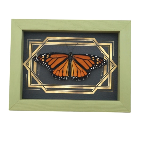 Real Framed Monarch Butterfly Art Deco Double Border Danaus plexippus Resting Taxidermy Sage Green Display