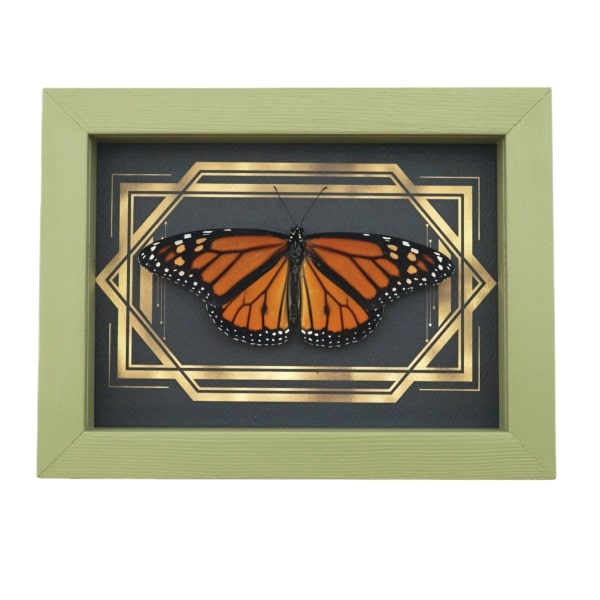 Real Framed Monarch Butterfly Art Deco Double Border Danaus plexippus Resting Taxidermy Sage Green Display