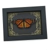 Real Framed Monarch Butterfly Art Deco Golden Scrolls Danaus plexippus Resting Taxidermy Display
