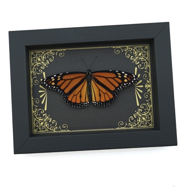 Real Framed Monarch Butterfly Art Deco Golden Scrolls Danaus plexippus Resting Taxidermy Display