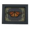 Real Framed Monarch Butterfly Art Deco Golden Scrolls Danaus plexippus Resting Taxidermy Display