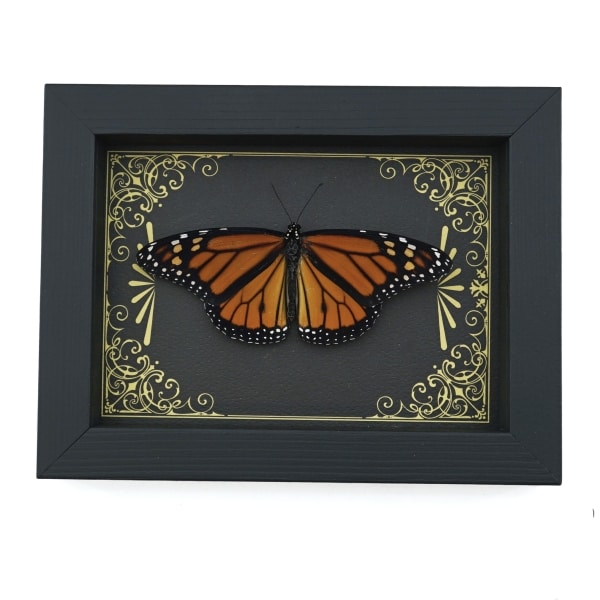 Real Framed Monarch Butterfly Art Deco Golden Scrolls Danaus plexippus Resting Taxidermy Display