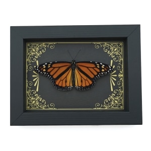 Real Framed Monarch Butterfly Art Deco Golden Scrolls Danaus plexippus Resting Taxidermy Display