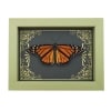 Real Framed Monarch Butterfly Art Deco Golden Scrolls Danaus plexippus Resting Taxidermy Sage Green Display