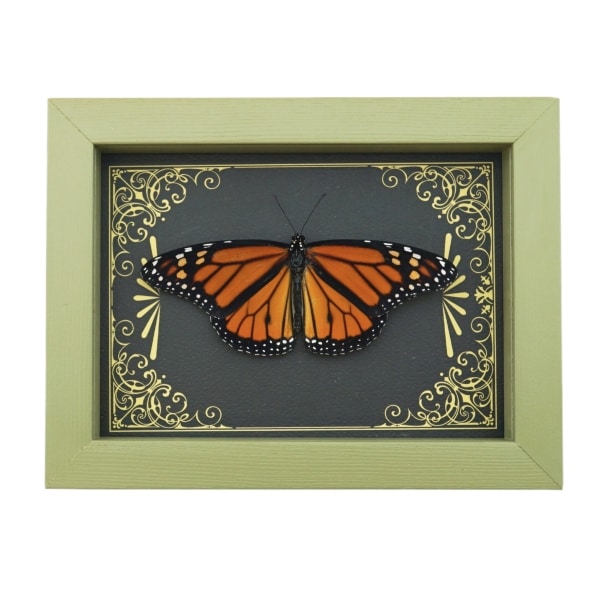 Real Framed Monarch Butterfly Art Deco Golden Scrolls Danaus plexippus Resting Taxidermy Sage Green Display