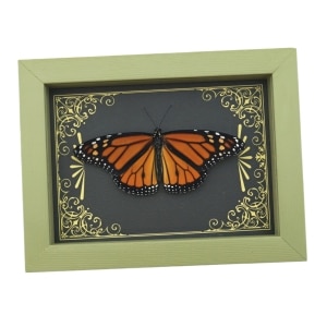 Real Framed Monarch Butterfly Art Deco Golden Scrolls Danaus plexippus Resting Taxidermy Sage Green Display