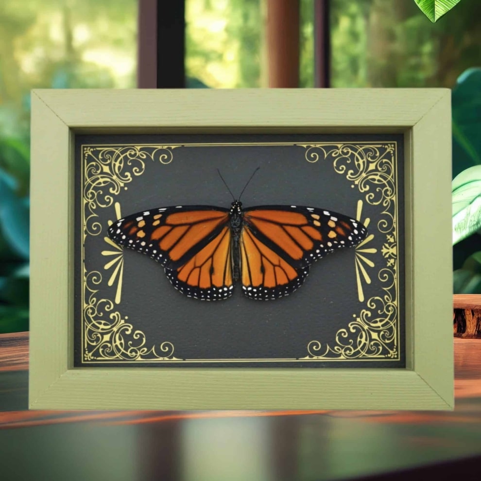 Real Framed Monarch Butterfly Art Deco Golden Scrolls Danaus plexippus Resting Taxidermy Sage Green Display