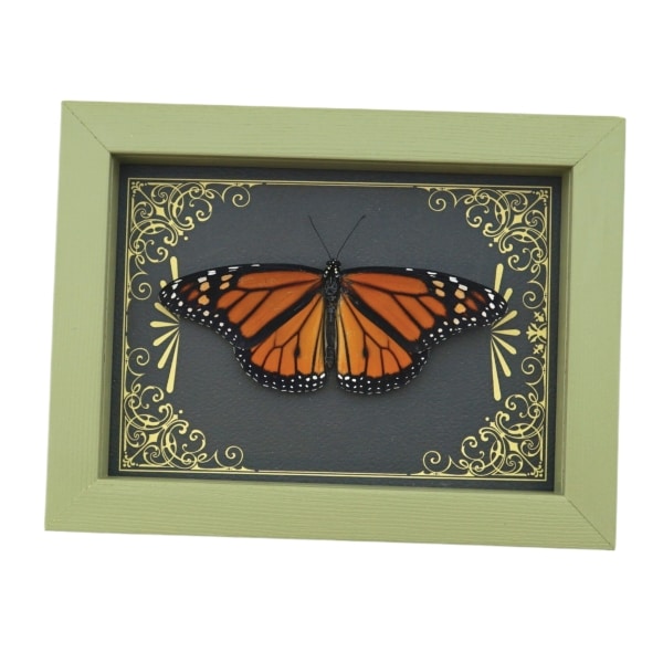 Real Framed Monarch Butterfly Art Deco Golden Scrolls Danaus plexippus Resting Taxidermy Sage Green Display