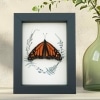 Real Framed Monarch Butterfly Ferns Danaus plexippus Resting Taxidermy Display