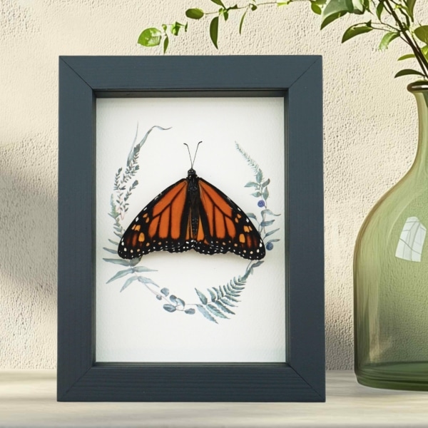 Real Framed Monarch Butterfly Ferns Danaus plexippus Resting Taxidermy Display