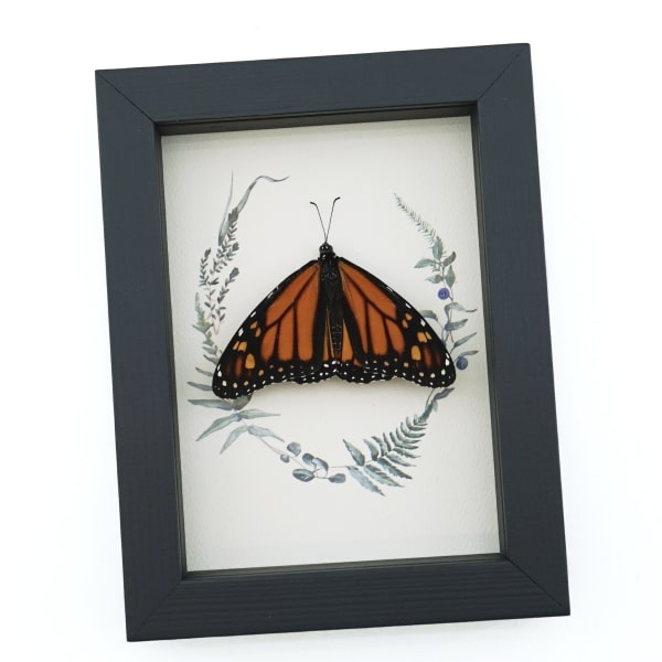 Real Framed Monarch Butterfly Ferns Danaus plexippus Resting Taxidermy Display