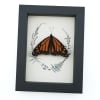 Real Framed Monarch Butterfly Ferns Danaus plexippus Resting Taxidermy Display