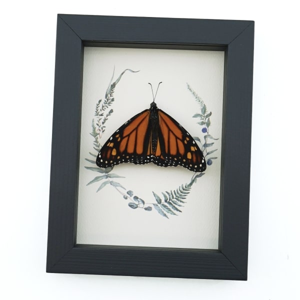 Real Framed Monarch Butterfly Ferns Danaus plexippus Resting Taxidermy Display