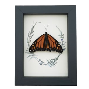 Real Framed Monarch Butterfly Ferns Danaus plexippus Resting Taxidermy Display