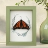 Real Framed Monarch Butterfly Ferns Danaus plexippus Resting Taxidermy Sage Green Display