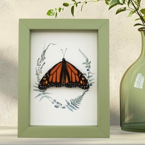 Real Framed Monarch Butterfly Ferns Danaus plexippus Resting Taxidermy Sage Green Display
