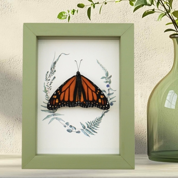 Real Framed Monarch Butterfly Ferns Danaus plexippus Resting Taxidermy Sage Green Display