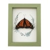 Real Framed Monarch Butterfly Ferns Danaus plexippus Resting Taxidermy Sage Green Display