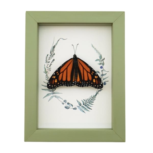 Real Framed Monarch Butterfly Ferns Danaus plexippus Resting Taxidermy Sage Green Display