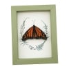 Real Framed Monarch Butterfly Ferns Danaus plexippus Resting Taxidermy Sage Green Display