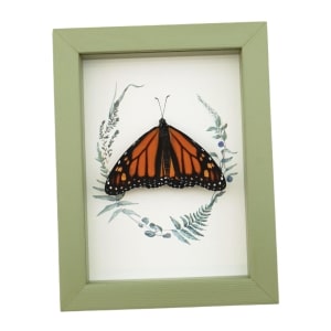 Real Framed Monarch Butterfly Ferns Danaus plexippus Resting Taxidermy Sage Green Display