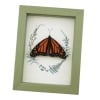 Real Framed Monarch Butterfly Ferns Danaus plexippus Resting Taxidermy Sage Green Display