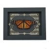 Real Framed Monarch Butterfly Gothic Scrolls Danaus plexippus Resting Taxidermy Display