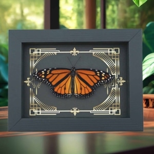 Real Framed Monarch Butterfly Gothic Scrolls Danaus plexippus Resting Taxidermy Display