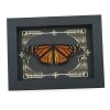 Real Framed Monarch Butterfly Gothic Scrolls Danaus plexippus Resting Taxidermy Display