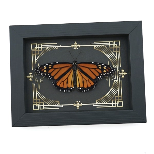 Real Framed Monarch Butterfly Gothic Scrolls Danaus plexippus Resting Taxidermy Display