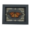 Real Framed Monarch Butterfly Gothic Scrolls Danaus plexippus Resting Taxidermy Display