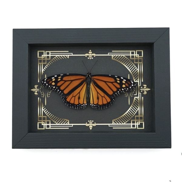 Real Framed Monarch Butterfly Gothic Scrolls Danaus plexippus Resting Taxidermy Display