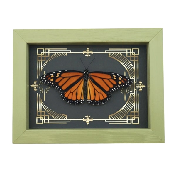 Real Framed Monarch Butterfly Gothic Scrolls Danaus plexippus Resting Taxidermy Sage Green Display