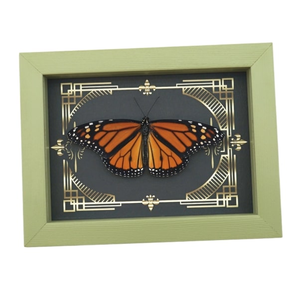Real Framed Monarch Butterfly Gothic Scrolls Danaus plexippus Resting Taxidermy Sage Green Display