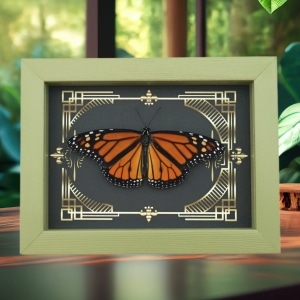 Real Framed Monarch Butterfly Gothic Scrolls Danaus plexippus Resting Taxidermy Sage Green Display