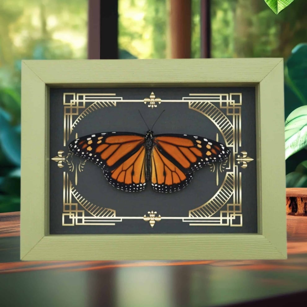 Real Framed Monarch Butterfly Gothic Scrolls Danaus plexippus Resting Taxidermy Sage Green Display Real Framed Monarch Butterfly Gothic Scrolls Danaus plexippus Resting Taxidermy Sage Green Display