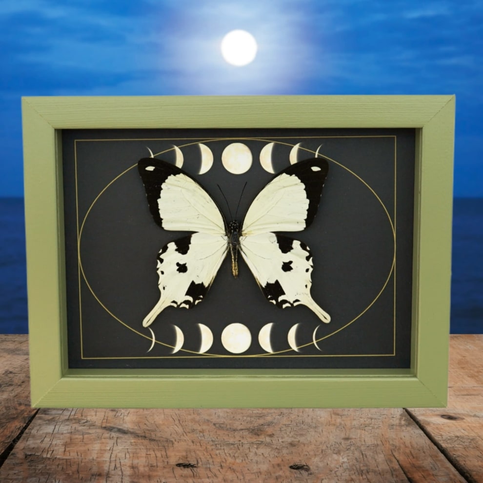 Papilio dardanus Mocker Swallowtail Butterfly Moon Phases Real Framed Taxidermy Sage Green Display