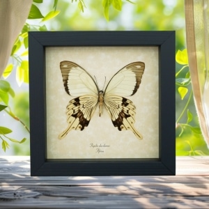 Papilio dardanus Verso Mocker Swallowtail Butterfly Real Framed Taxidermy Display