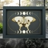 Papilio dardanus Verso Resting Mocker Swallowtail Butterfly Moon Phases Real Framed Taxidermy Display