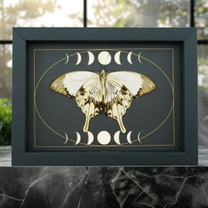 Papilio dardanus Verso Resting Mocker Swallowtail Butterfly Moon Phases Real Framed Taxidermy Display