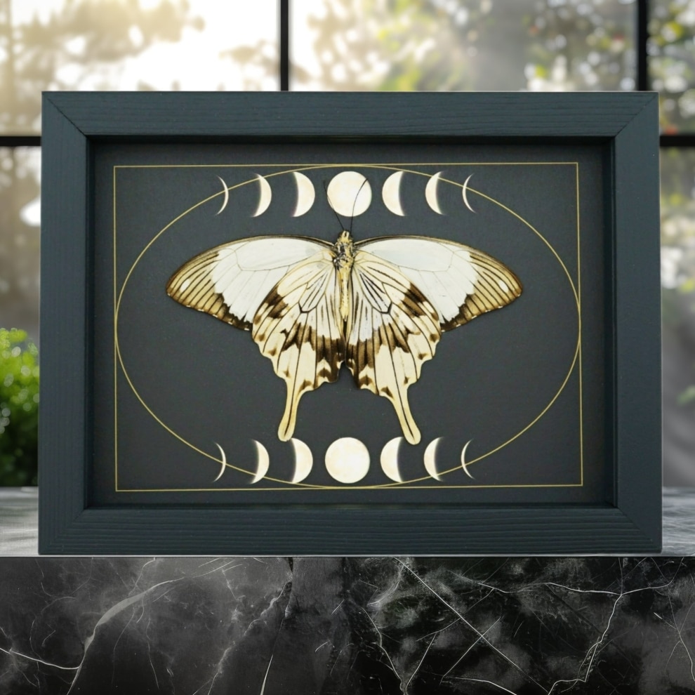 Papilio dardanus Verso Resting Mocker Swallowtail Butterfly Moon Phases Real Framed Taxidermy Display Papilio dardanus Verso Resting Mocker Swallowtail Butterfly Moon Phases Real Framed Taxidermy Display