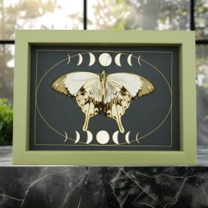 Papilio dardanus Verso Resting Mocker Swallowtail Butterfly Moon Phases Real Framed Taxidermy Sage Green Display