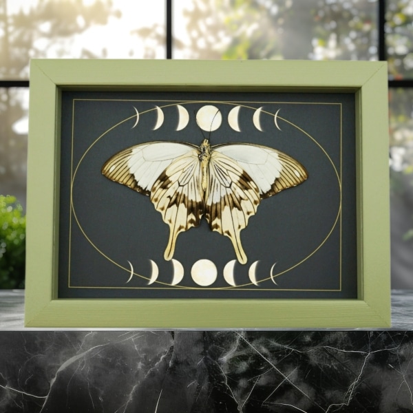 Papilio dardanus Verso Resting Mocker Swallowtail Butterfly Moon Phases Real Framed Taxidermy Sage Green Display