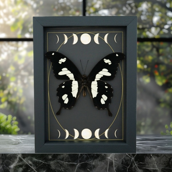 Papilio hesperus African Swallowtail Butterfly Moon Phases Framed Taxidermy Display
