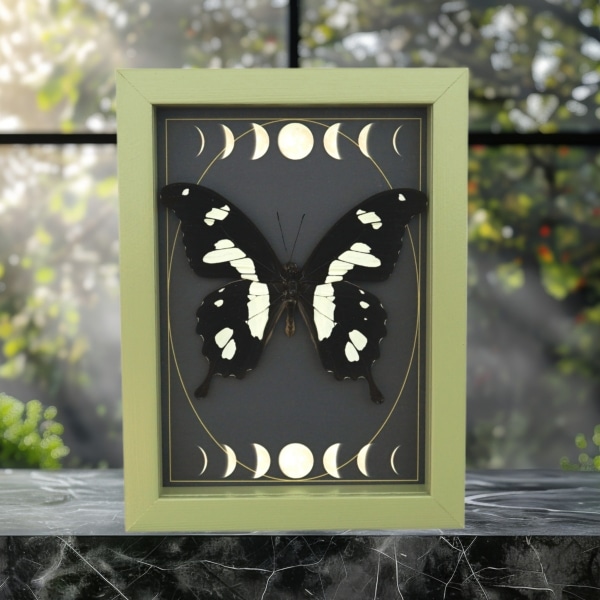 Papilio hesperus African Swallowtail Butterfly Moon Phases Framed Taxidermy Sage Green Display