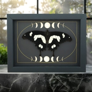 Papilio hesperus Resting African Swallowtail Butterfly Moon Phases Framed Taxidermy Display