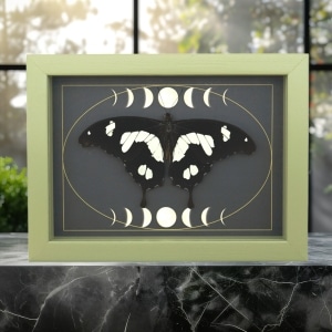 Papilio hesperus Resting African Swallowtail Butterfly Moon Phases Framed Taxidermy Sage Green Display