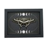Papilio lormieri Verso Resting Butterfly Moon Phases Framed Taxidermy Display