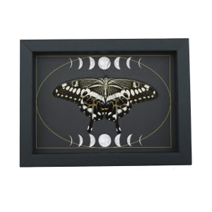 Papilio lormieri Verso Resting Butterfly Moon Phases Framed Taxidermy Display