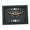 Papilio lormieri Verso Resting Butterfly Moon Phases Framed Taxidermy Display